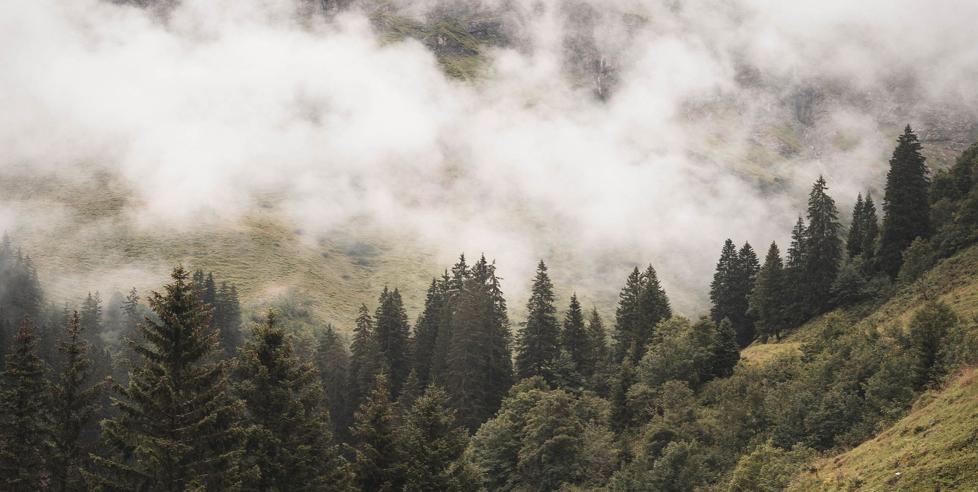 Nebel liegt vor einem Berg, der von dichtem Nadelwald umgeben ist.