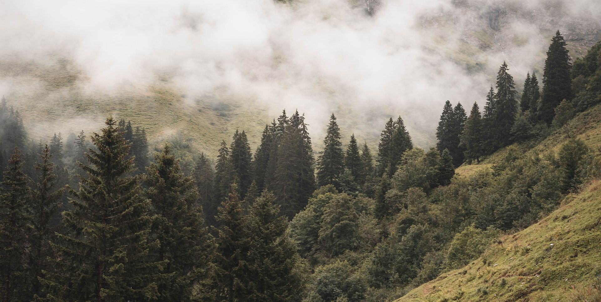 Mist drifts in front of a mountain surrounded by dense coniferous forest.