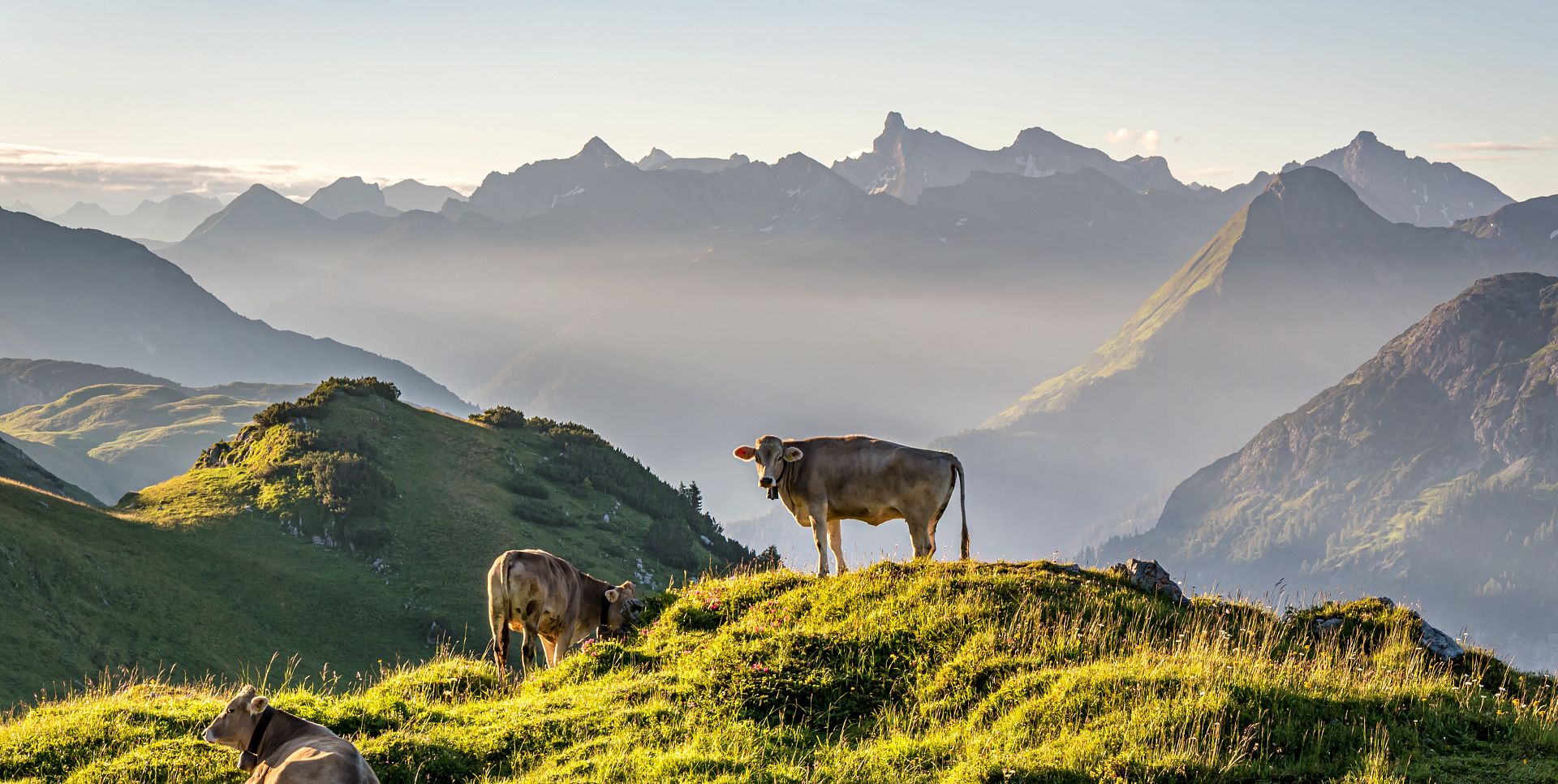 Kühe stehen auf einer Anhöhe, dahinter erstreckt sich ein schönes Bergpanorama.
