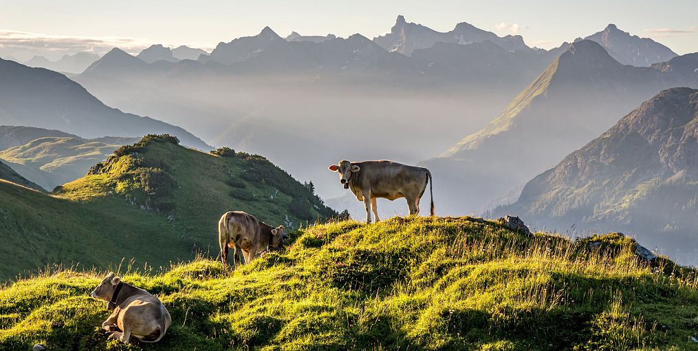 Three cows grazing, lying, and standing on an alpine meadow. The first morning sunlight falls across the scene, and countless mountain ridges are visible in the background.