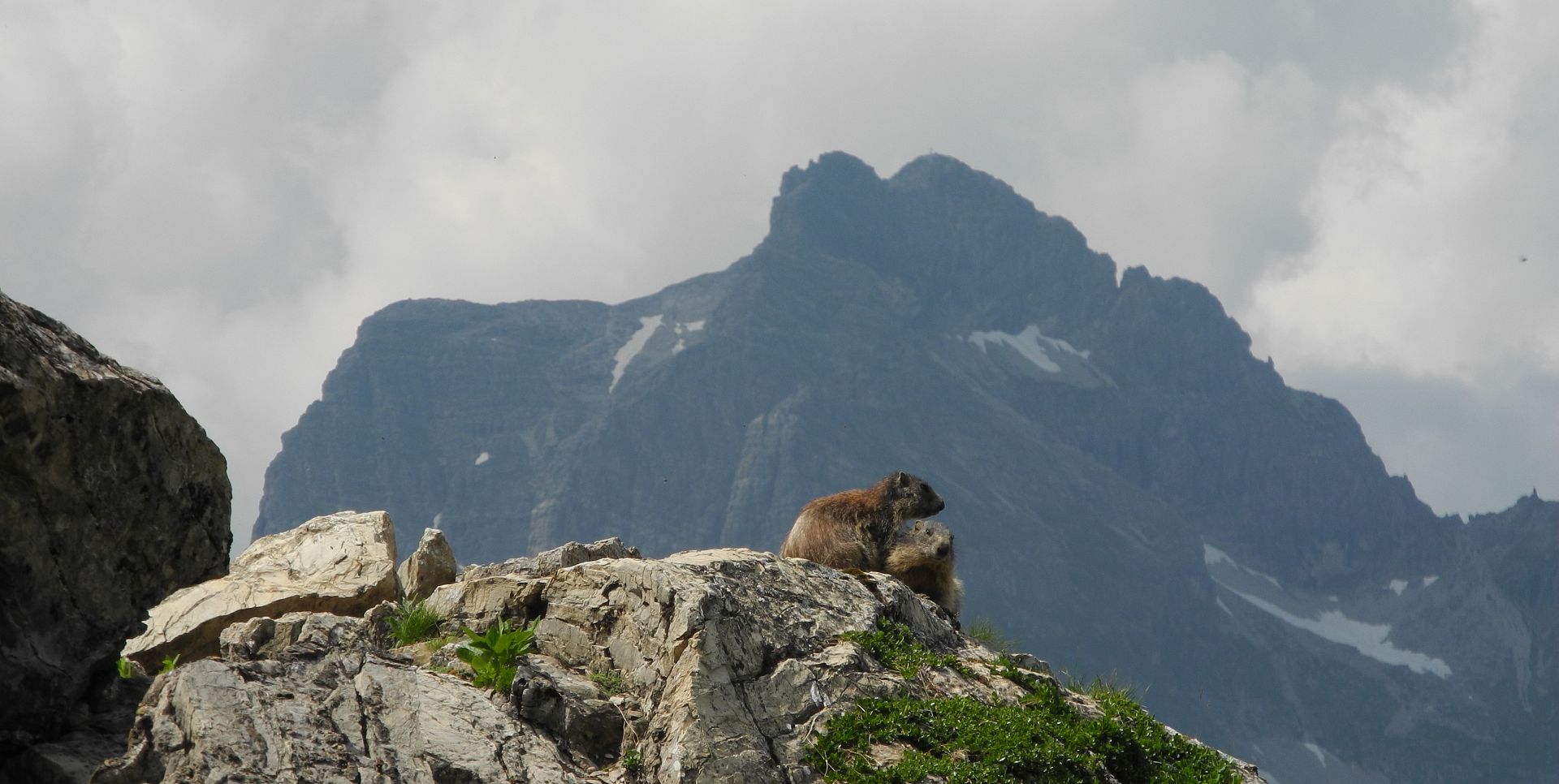 Two marmots are sitting on a rocky outcrop, with a striking mountain rising up in the background.