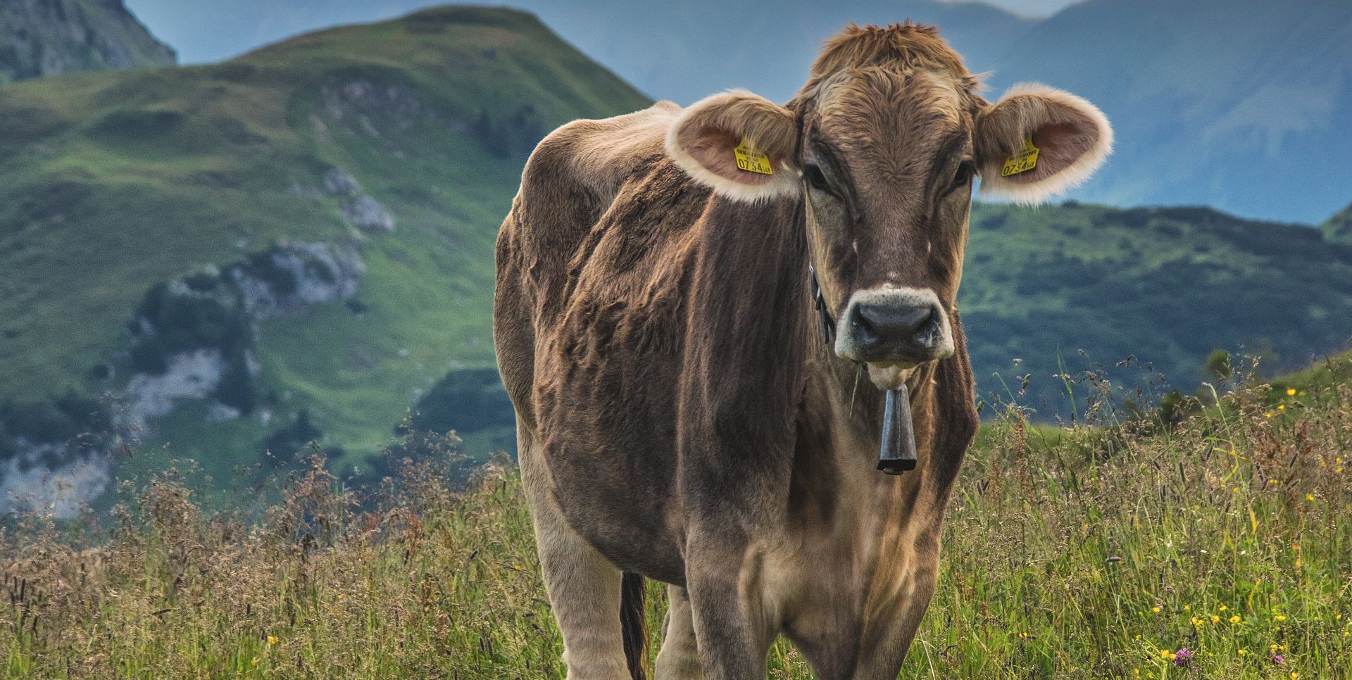 A cow is standing in a field, looking straight at the camera.