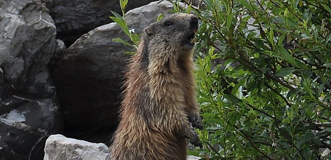 A marmot is sitting in front of some rocks, whistling.