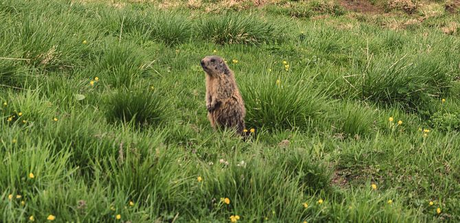 A marmot is standing upright in a meadow.