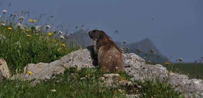 A marmot is sitting on a rock, surrounded by blooming mountain flowers.