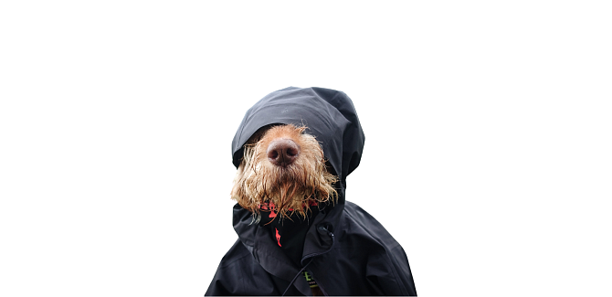 A dog wearing a raincoat.