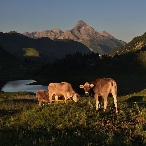 Three cows are standing above Lake Kalbele, bathed in warm sunlight.