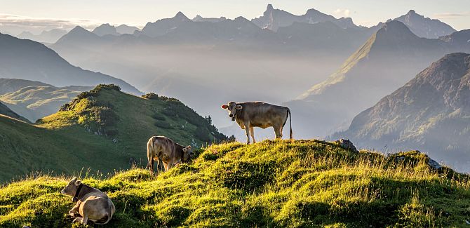 Kühe in Warth-Schröcken