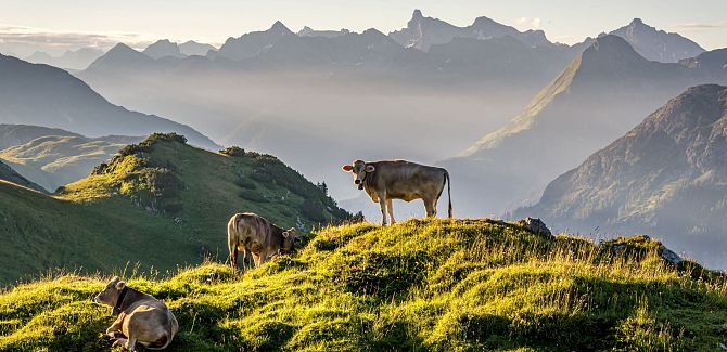 Kühe in Warth-Schröcken