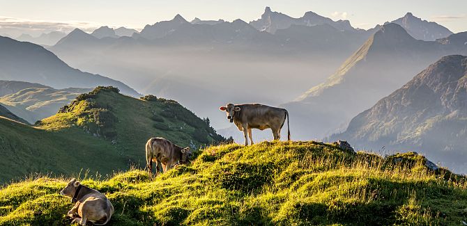 Kühe in Warth-Schröcken