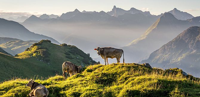Mehrere Kühe stehen auf einer Anhöhe, dahinter erheben sich die Berge.