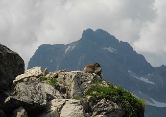 Zwei Murmeltiere sitzen auf einem Felsvorsprung, im Hintergrund erhebt sich ein markanter Berg.