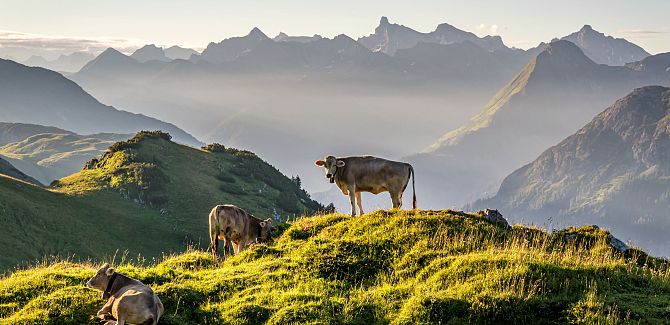 Several cows stand on a hill, with the mountains rising behind them.