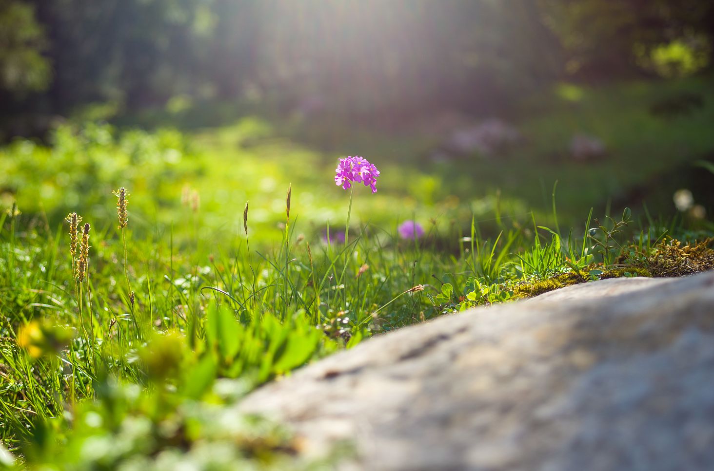 A delicate alpine flower blooms in the midst of a lush green meadow, bathed in warm sunlight.