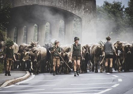 Several festively decorated animals are led down into the valley during the cattle drive.