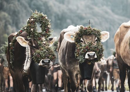 Several festively decorated animals are led down into the valley during the cattle drive.