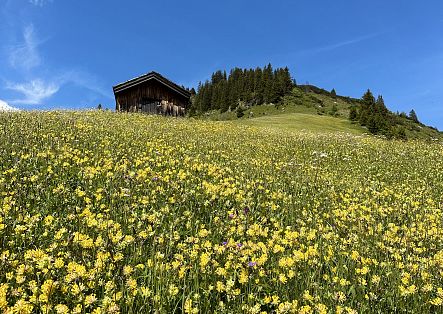 A wide flower meadow filled with numerous yellow blooms in the foreground. On the horizon, a small hut is visible, with a bright blue sky above.