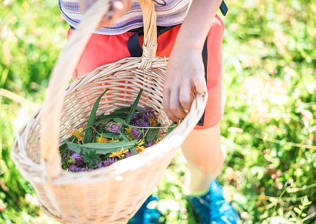 mobile-gefuehrte-kinder-kraeuterwanderung-39