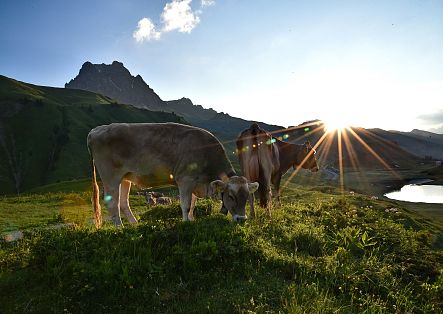 Two cows are standing by the shore of Kalbelesee, as the low sun casts warm light over the scene.