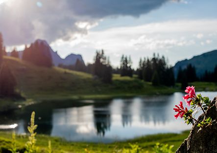 The focus is on an alpine rose positioned to the side of the frame. Behind it, slightly blurred, lies Körbersee in the evening light, with a few trees around it and mountains in the background.