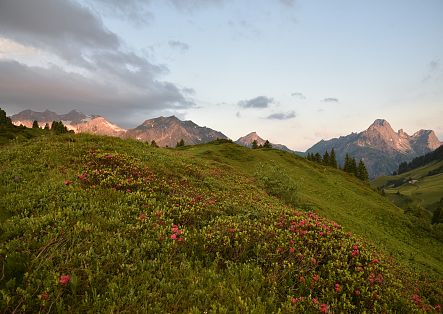 Lush green meadows and pink alpine roses glowing in the foreground. In the background, mountains are bathed in the evening light.