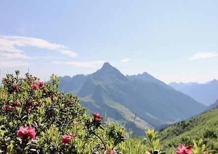 Pink alpine roses glowing in the foreground, with the Biberkopf visible in the background.