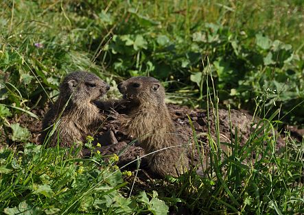 Two little marmots are sitting on a mound of earth.