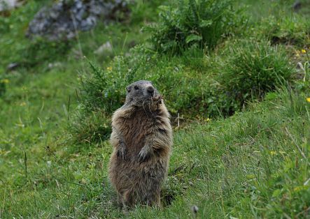 A marmot is standing upright in a meadow.