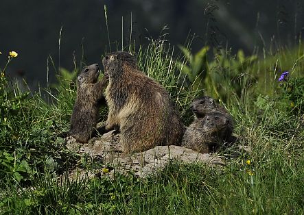 A family of marmots is sitting on a rock, surrounded by flowers.