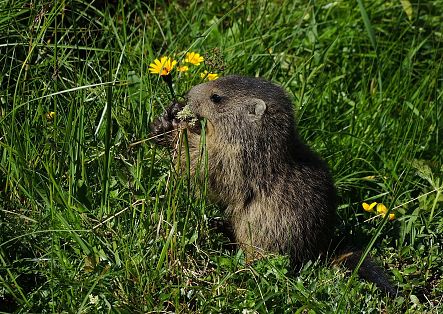 A marmot is eating in a meadow.