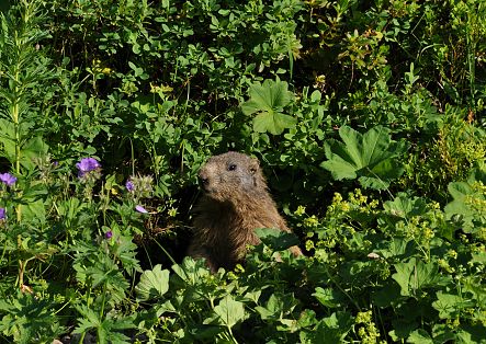 A marmot is sitting amongst some green bushes.