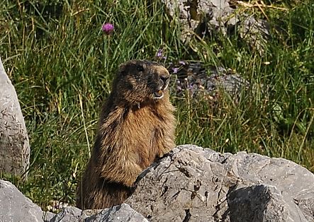 A marmot is sitting on a rock, surrounded by mountain flowers, and whistling.