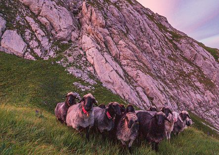 Several sheep are standing beneath a rock, bathed in warm, reddish light.