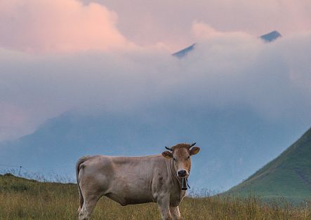 A bull with small horns stands on an alpine pasture, bathed in atmospheric lighting.
