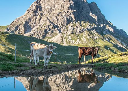 Two cows are standing by a waterhole, with the striking Widderstein rising up behind them.