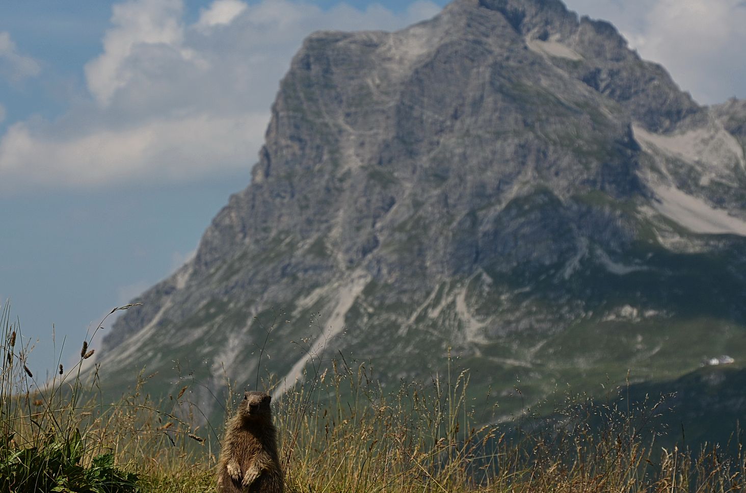 A marmot stands upright in front of the striking Widderstein.