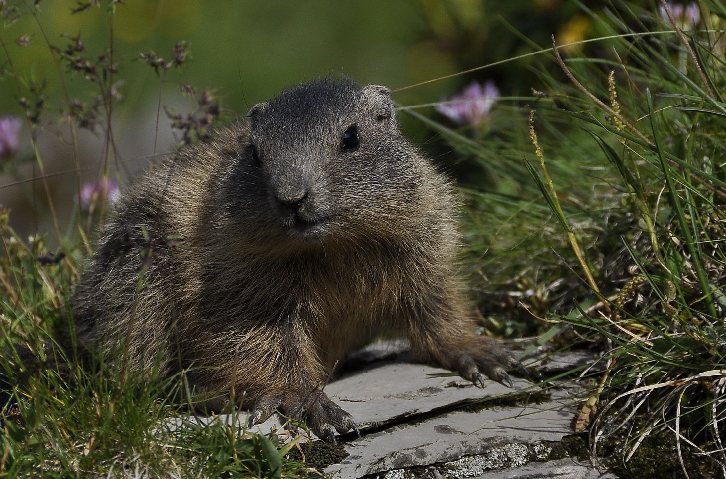 A marmot is sitting on a rock, surrounded by mountain flowers.