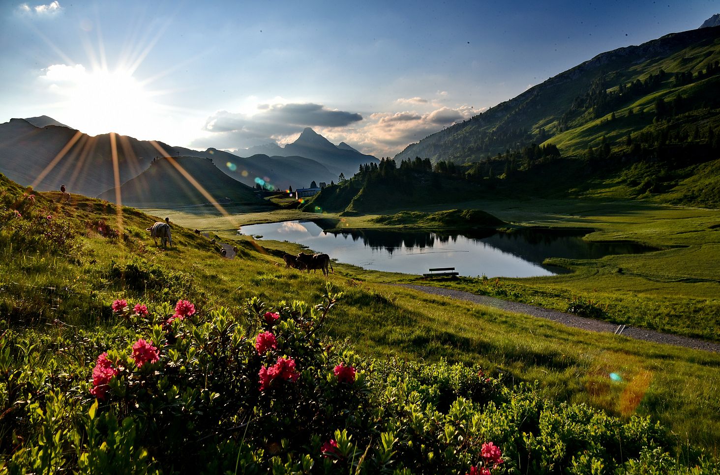 A landscape shot of Kalbelesee in the morning light. The first rays of the sun shine through, and in the foreground, the pink alpine roses glow. Lush green grass surrounds the scene, and in the center, the shimmering Kalbelesee lies peacefully.