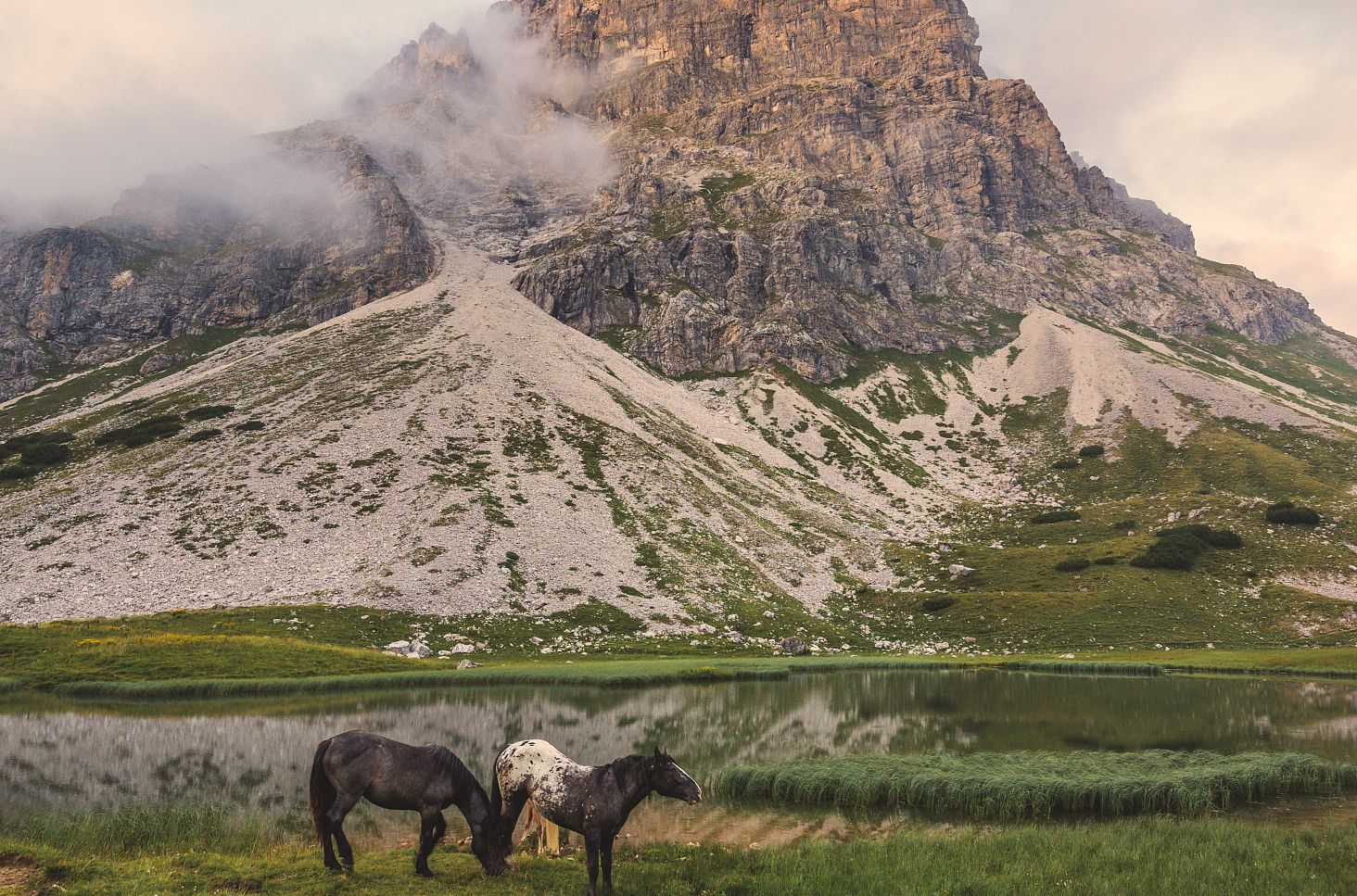 Several horses are standing on the shore of the Hochalpsee, surrounded by an alpine mountain landscape.