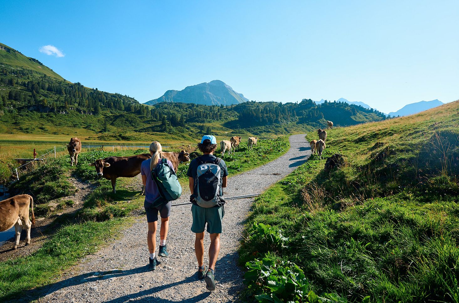 Two hikers on a trail. In the distance, a mountain range is visible, cows graze beside them, and Kalbelesee lies ahead.