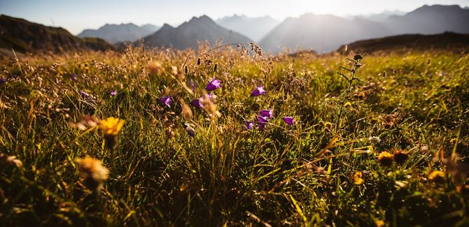 Guided herb hiking tour