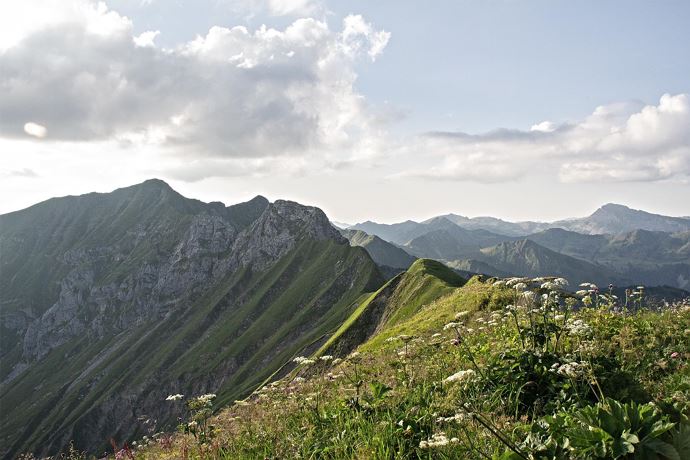 Wunderbare Pflanzenvielfalt