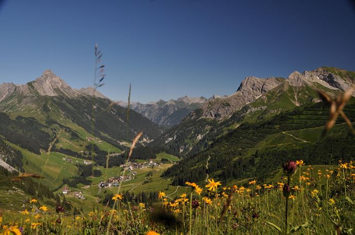 Arnika-und Enzianwiese